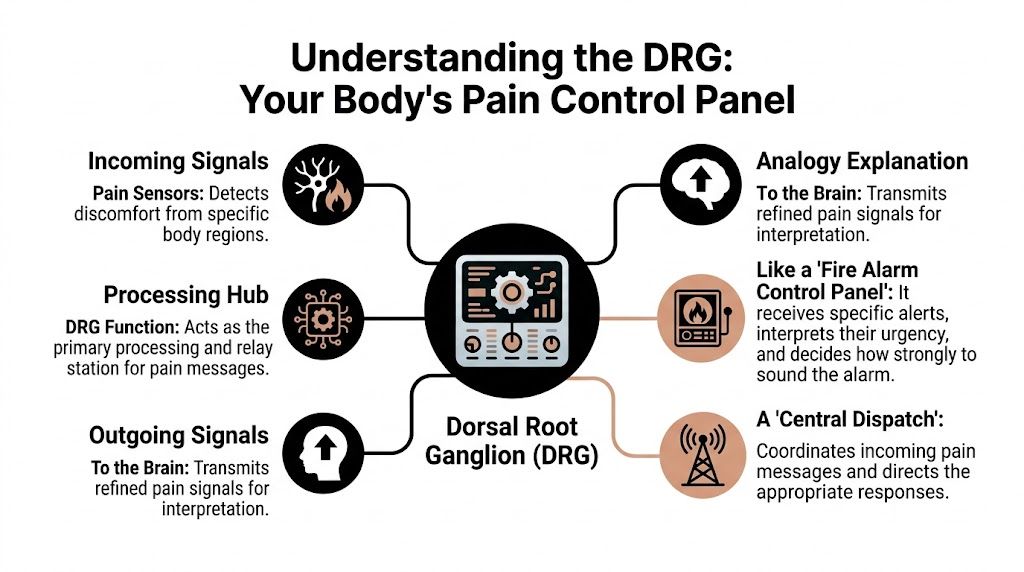 A diagram explaining how the dorsal root ganglion acts as a control panel for processing bodily pain signals.