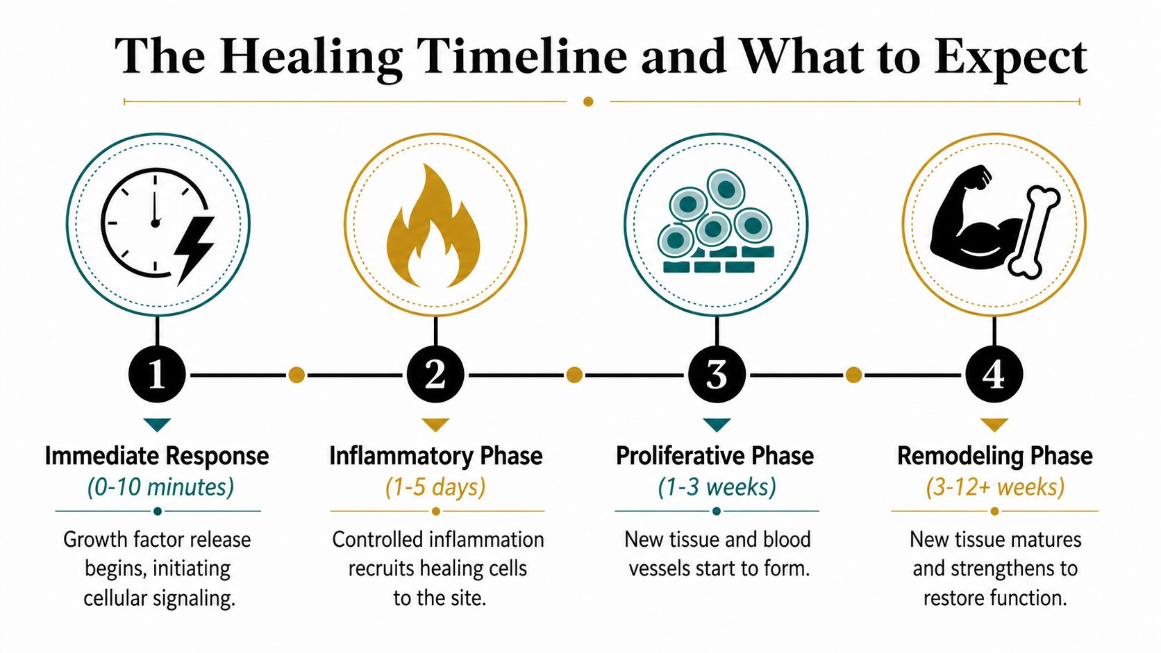 A diagram outlining the four stages of the human body's healing timeline from injury to recovery.